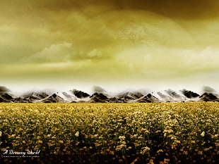 yellow petaled flower field, field, landscape, digital art