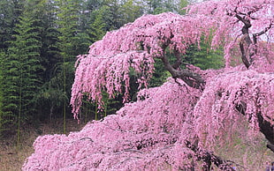cherry blossom tree HD wallpaper