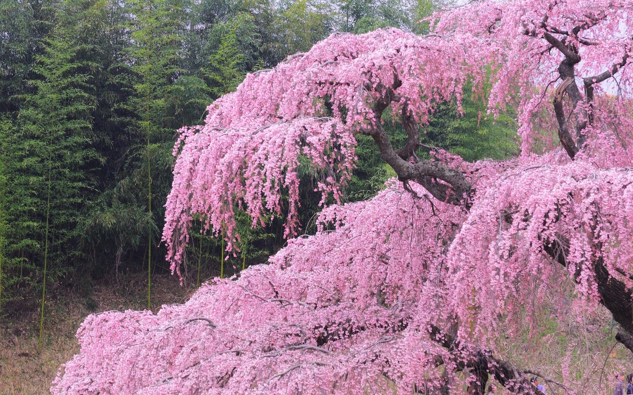 Что цветет в крыму розовым цветом. Сакура Кику шидаре дерево. Вишня мелкопильчатая Кику-шидаре-Сакура. Сакура плакучая. Сакура штамбовая плакучая.
