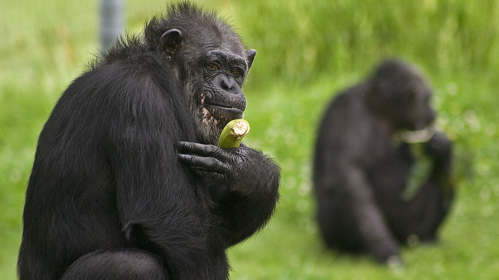 focus photo of primate HD wallpaper