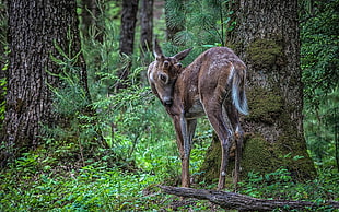 brown deer near tree
