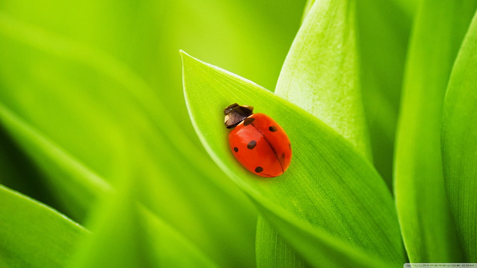 ladybug on leaf digital art, ladybugs, grass, green HD wallpaper