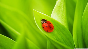 ladybug on leaf digital art, ladybugs, grass, green