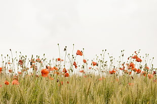 orange poppies and wheat field at daytime