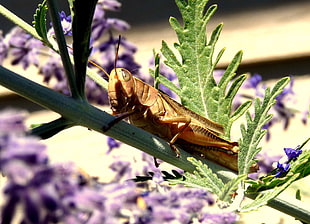 brown grasshopper on green leaf plant