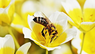 close up photo of yellow cluster petaled flower with bee