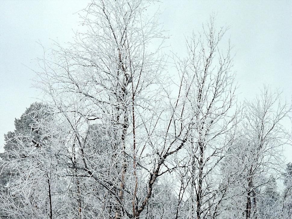 leafless trees with snows HD wallpaper