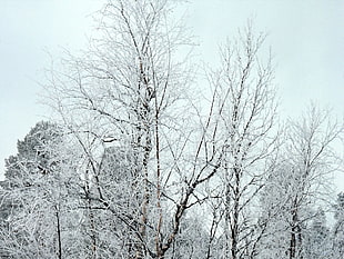 leafless trees with snows