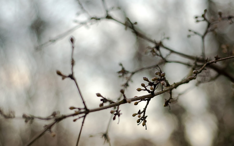 close view of a tree shrub HD wallpaper