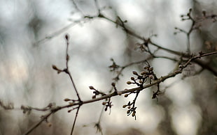 close view of a tree shrub