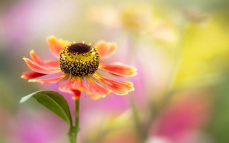 selective focus photography of red and yellow petaled flower HD wallpaper