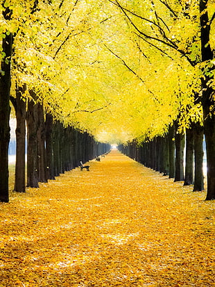 yellow leafed trees, trees, nature