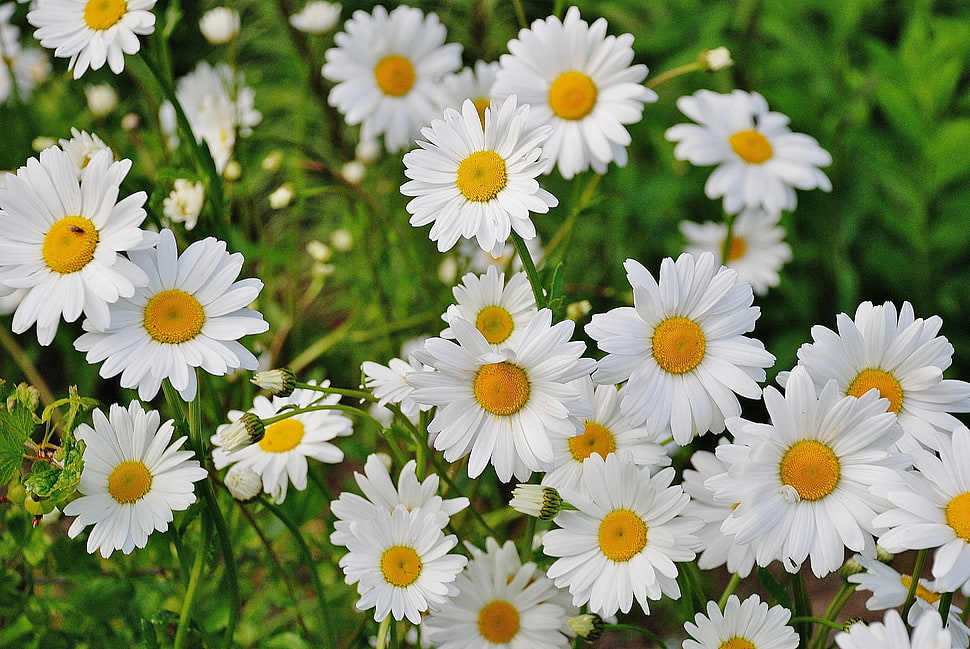 white Daisy flowers HD wallpaper