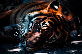 close up photo of Tiger HD wallpaper