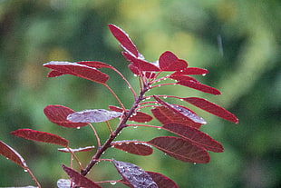 selective focus photography of red leaf plant