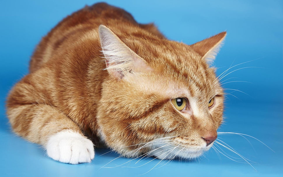 orange tabby cat on blue background HD wallpaper