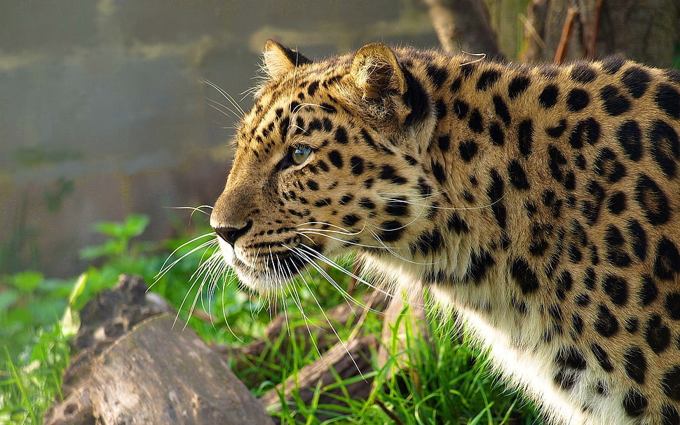 tiger close up photography HD wallpaper