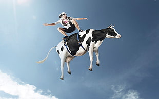 white and black cow, men, cow, skateboard, humor