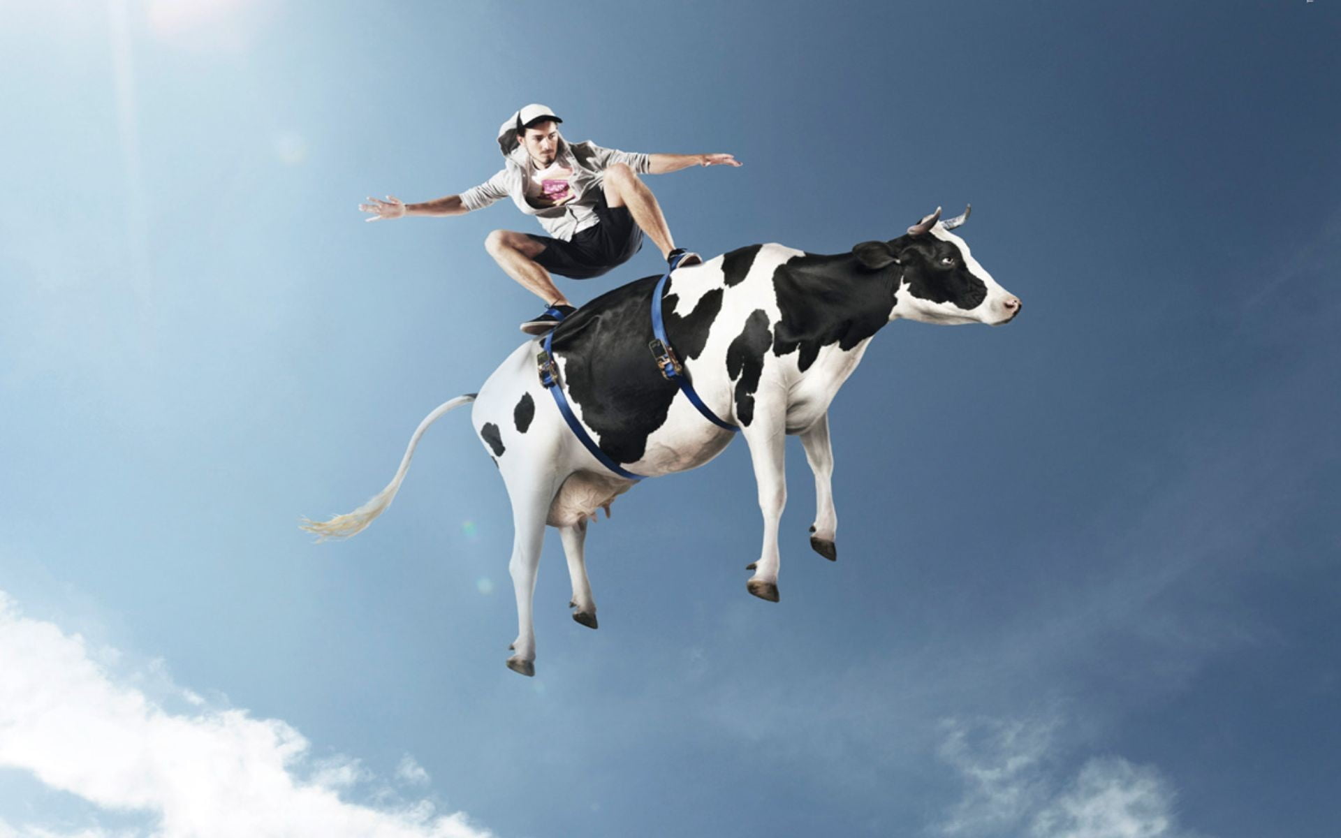 Monopol system Ernæring White and black cow, men, cow, skateboard, humor HD wallpaper | Wallpaper  Flare