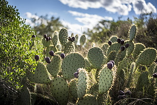 green cactus during daytime