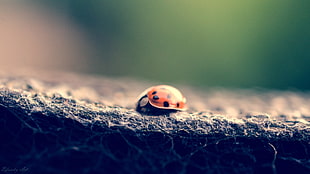 red and black ladybug, depth of field, insect