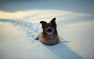 medium double-coat red dog lying on snow