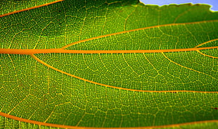 close-up photo of green leaf