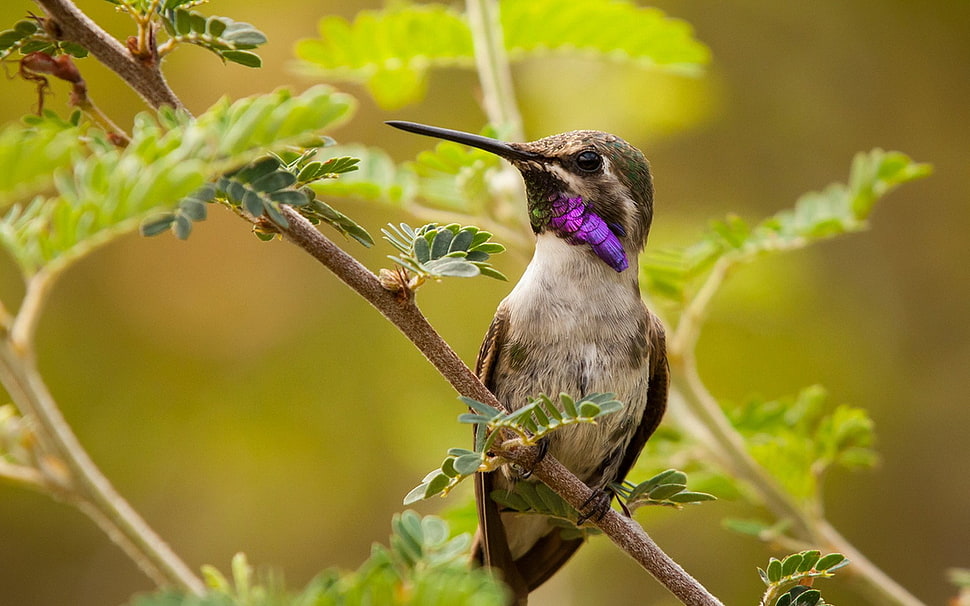 purple-throated hummingbird, birds, leaves, hummingbirds, animals HD wallpaper