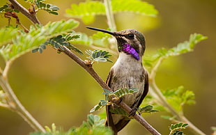 purple-throated hummingbird, birds, leaves, hummingbirds, animals