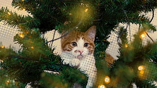 brown tabby cat, lights, cat, eyes, looking away HD wallpaper