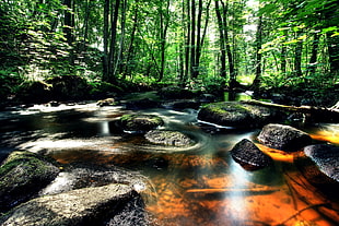 brown and black wooden table, landscape, forest, river, rocks