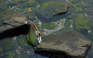 high angle photography of cat crossing on river through rocks