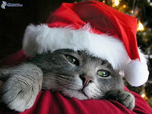 cat in Santa Claus hat HD wallpaper
