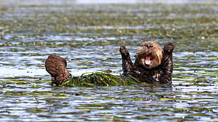 brown beaver, nature, animals, depth of field, humor HD wallpaper
