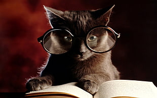 cat with eyeglasses and book photography