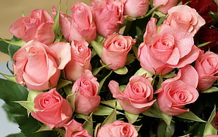 shallow focus of pink roses HD wallpaper