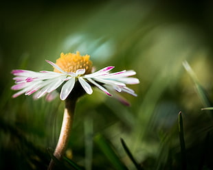 depth of field photography of white daisy