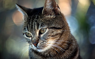 brown and black tabby cat