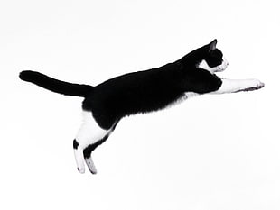 black and white cat jumping