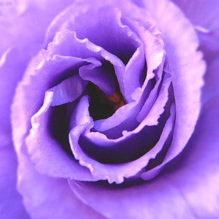 close-up photo of purple flower HD wallpaper