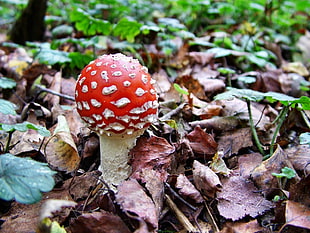selective focus of red and white wild mushroom