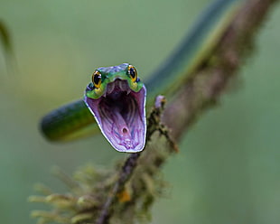 selective focus photography of green snake, parrot HD wallpaper