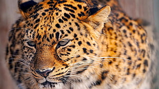 leopard in closeup photo HD wallpaper