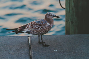 brown and gray bird HD wallpaper
