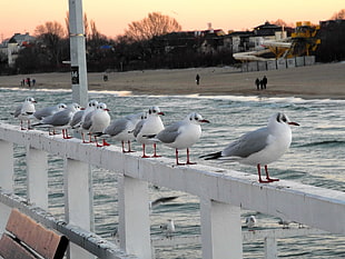 flock of Red-Billed gulls HD wallpaper