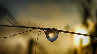 photography of water dew
