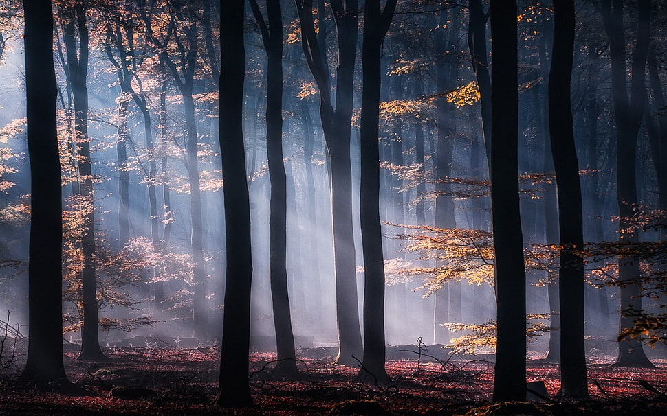 tree forest interior, mist, forest, nature, sun rays HD wallpaper