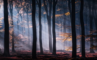 tree forest interior, mist, forest, nature, sun rays