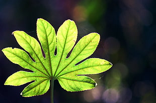 green leaf macro photograph HD wallpaper