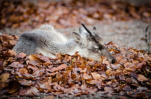 fawn animal prone on wittered leaves, reindeer